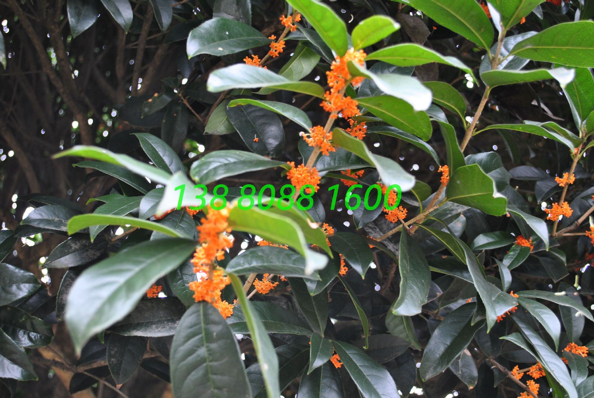 高杆长柄金桂,精品造型早红丹桂,丛生直杆状元红朱砂桂花树