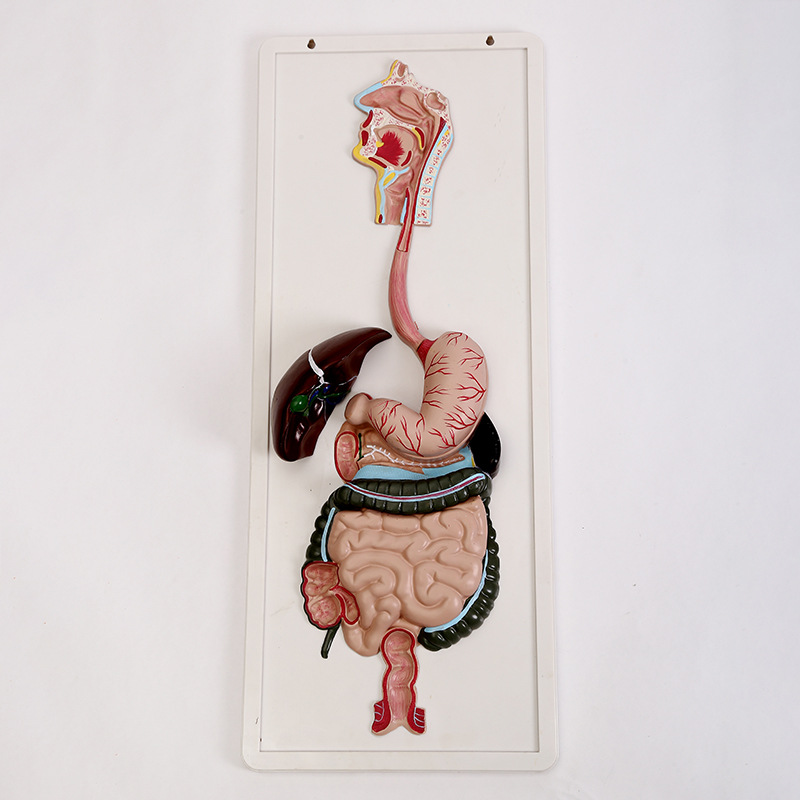 消化系统浮雕模型人体解剖各系统模型医学直观教学器材厂家批发