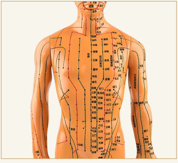 男女人体经络模型人体针灸穴位模型人体模型医用针灸人体模型