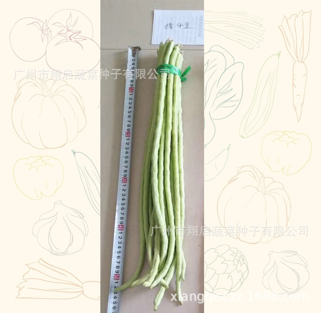 豆角种子猪仔豆种籽豆种珠仔豆角种孑大全豆种子豇豆四季春秋种植