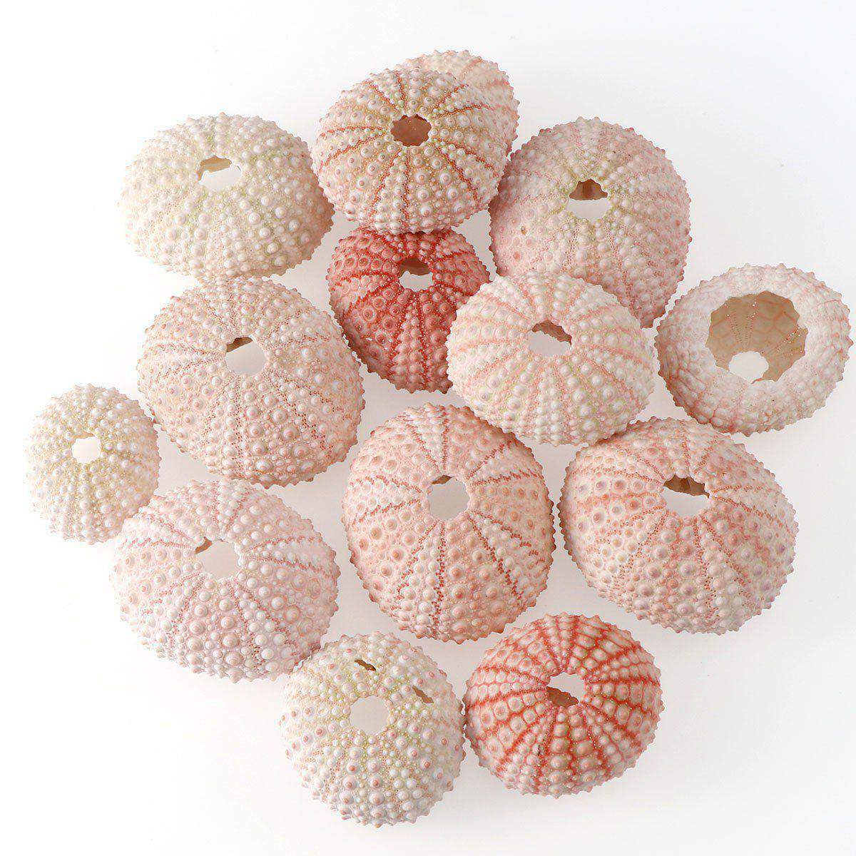 海胆壳 天然海胆 贝壳海螺搭配摆件diy手工材料 鱼缸微景观装饰物