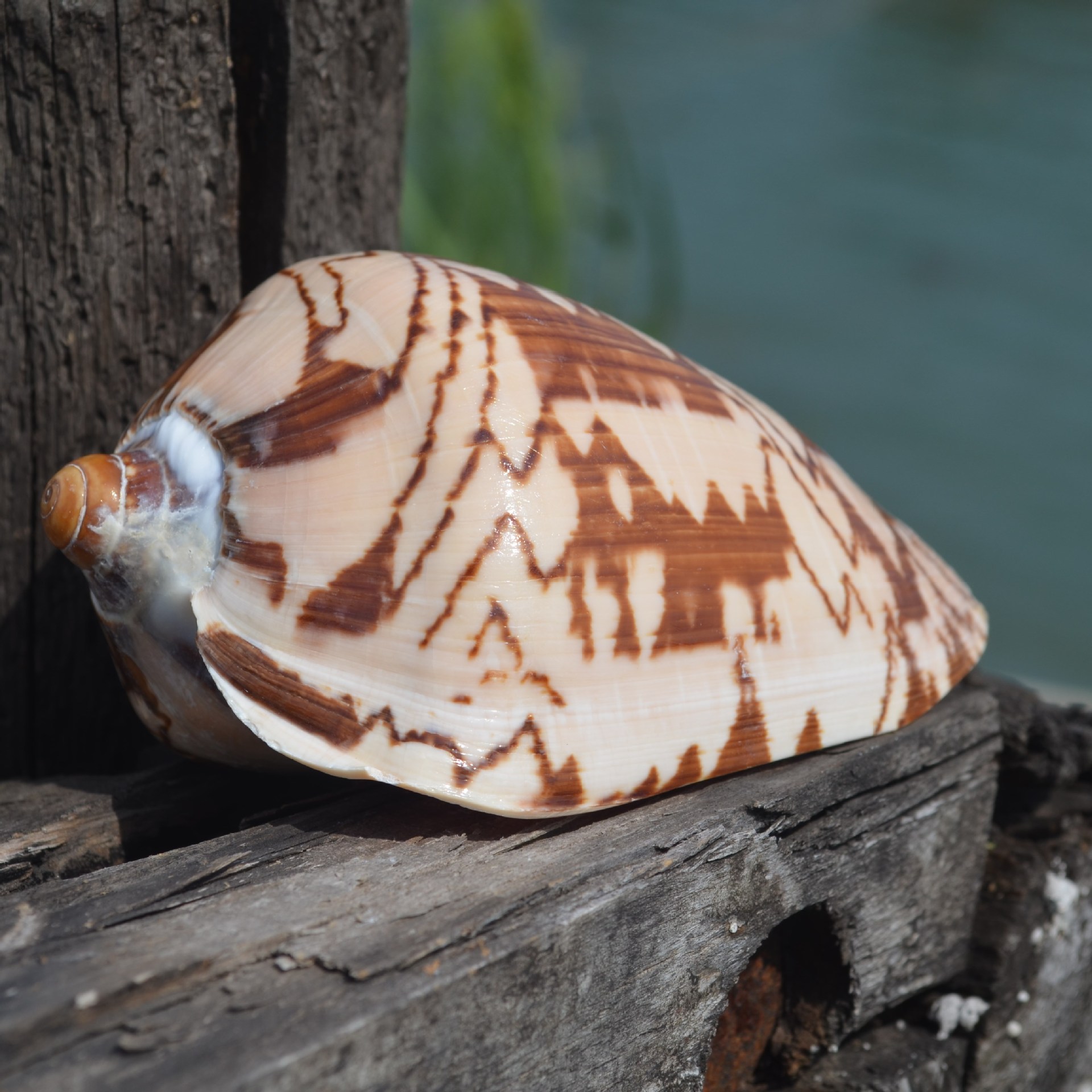 厂家批发山水螺风景螺天然海螺贝壳鱼缸水族造景摆件儿童教学diy