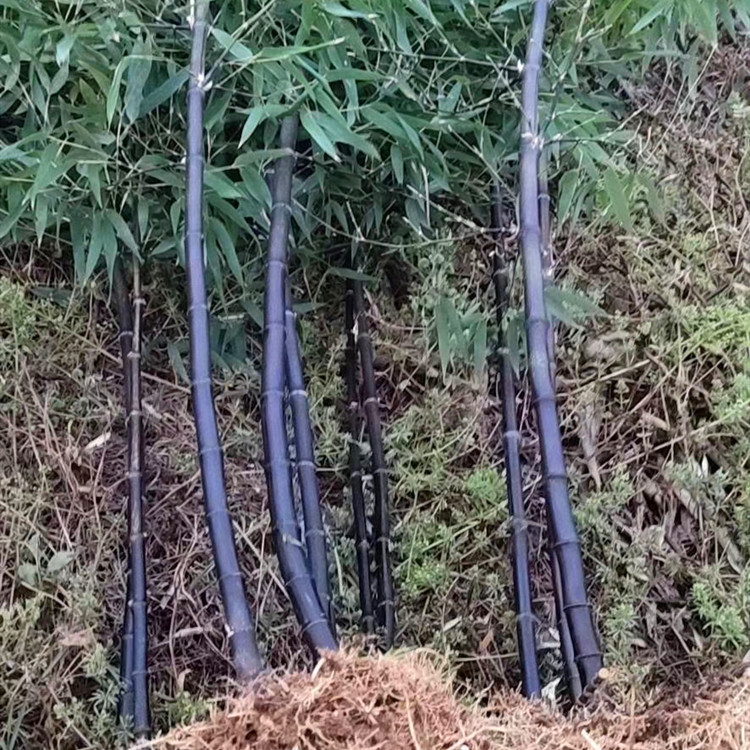 产地直销紫竹苗 乌竹苗 黑竹子工程用 竹茄苗批发 竹子 庭院专用