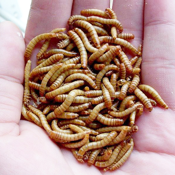 面包虫黄粉虫活体鲜活虫种虫500g宠物饲料龙鱼血鹦鹉仓鼠饲料鸟食