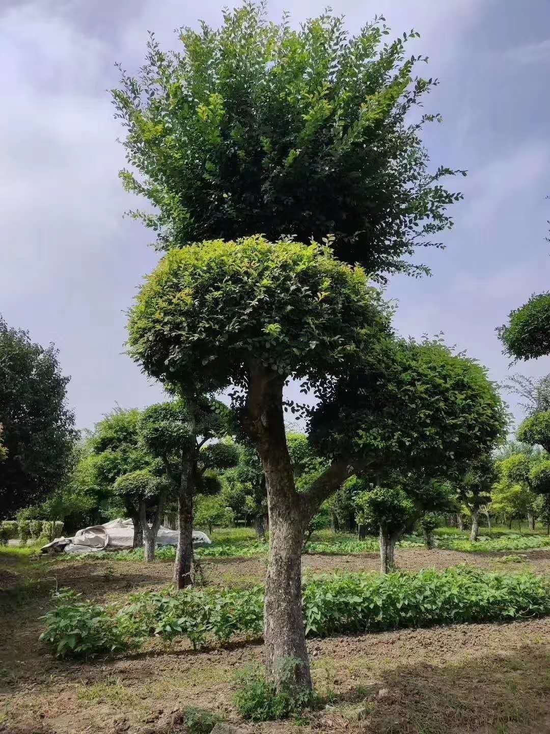 大量供应造型榔榆 小叶榆 盆景榔榆造型榔榆艺术 江西造型榔榆