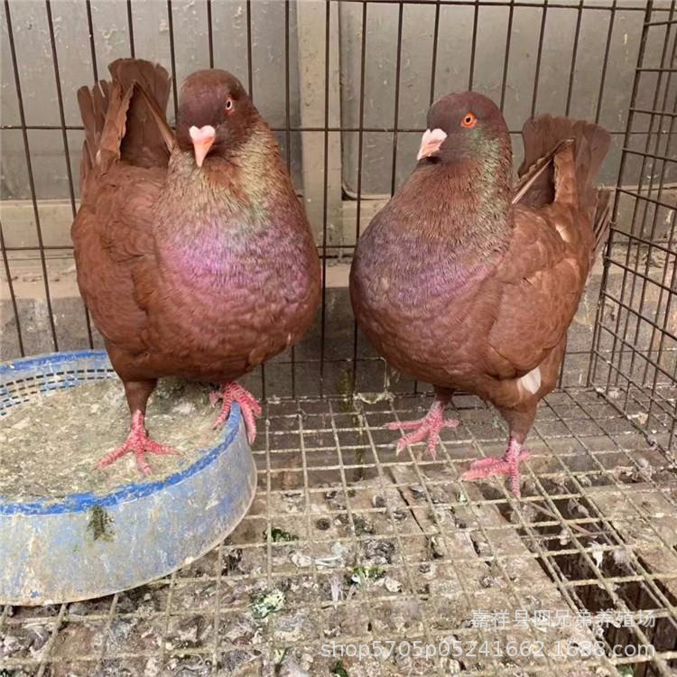 特种养殖场常年供应,圆环鸽,元宝鸽,白羽王鸽,广场鸽,美国落地王鸽,灰