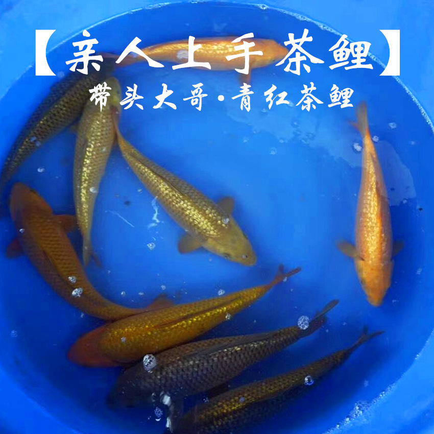 观赏鱼红茶鲤青茶鲤闪鳞茶活体鱼苗活体冷水风水日本锦鲤批发包活