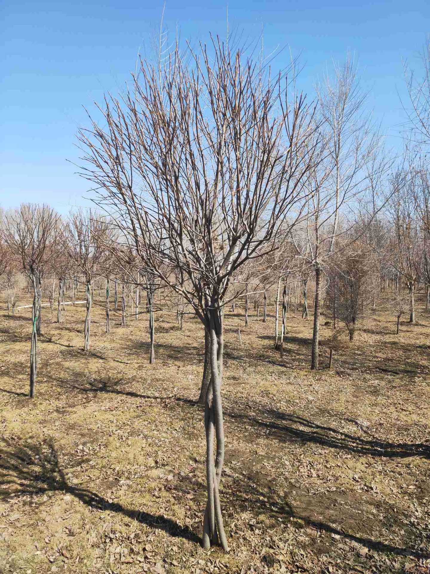 紫叶稠李杆树紫叶稠李造型紫叶稠李215公分紫叶稠李小扦插