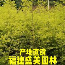 福建黄金香柳树 浙江千层金树批发 黄金宝树报价 千层金球基地