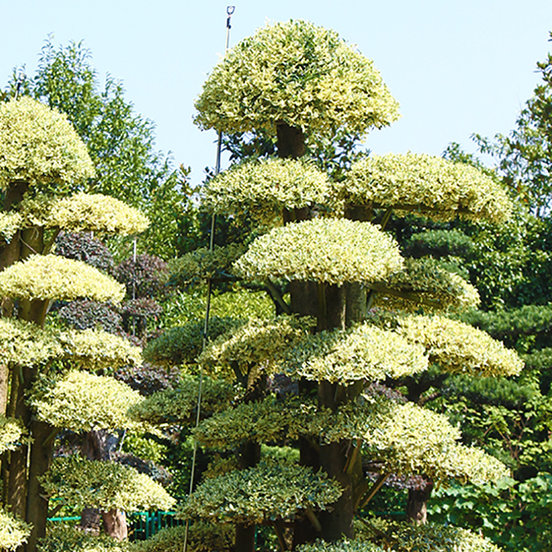 苗圃基地供应造型金叶女贞 盆景式造型女贞 金姬女贞造型桩景观树-阿