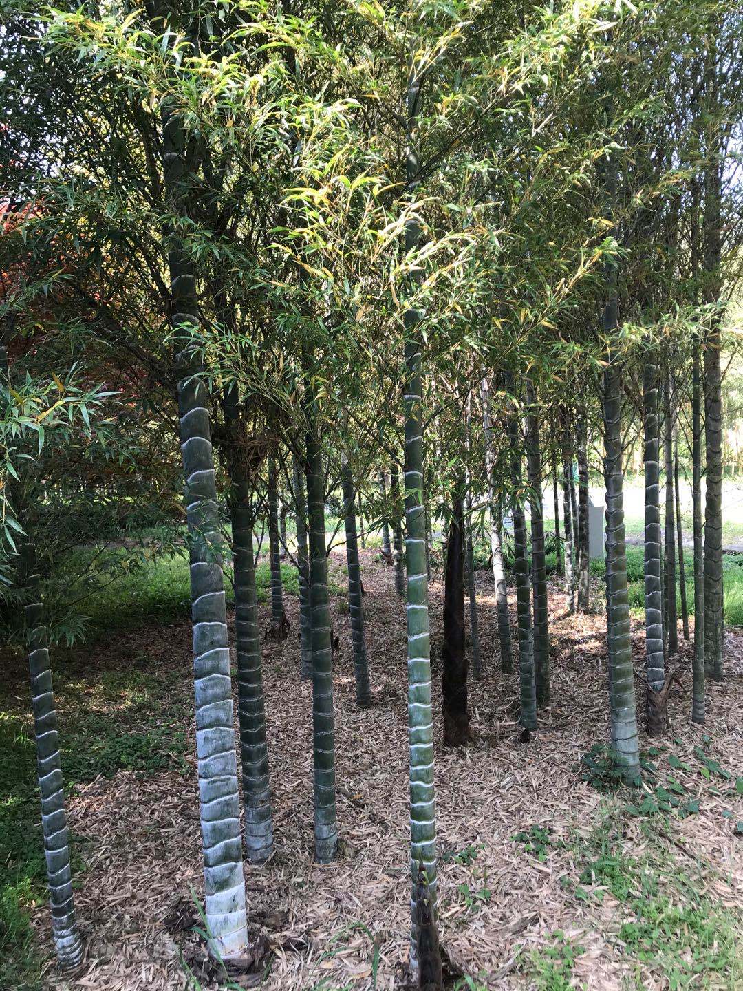 基地现起竹元宝竹量大从优 元宝竹苗品质保证