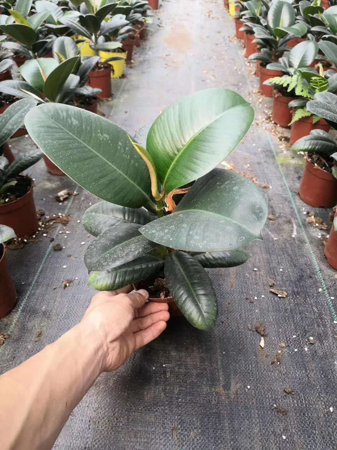 基地直销 花卉植物盆栽 居家绿植花卉 净化空气盆栽 120#美国榕