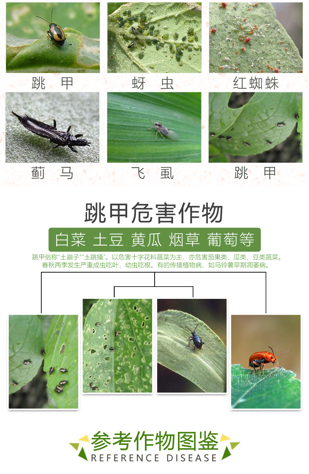 20%啶虫脒哒螨灵防治蚜虫跳甲啶虫咪红蜘蛛飞虱绿叶蝉蓟马杀虫剂