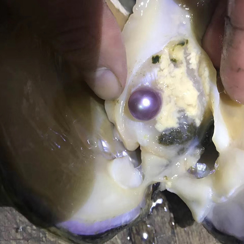 炫紫怪色单珠蚌养殖厂基地直发珍珠蚌河蚌旅游景区蚌鲜活体蚌批发