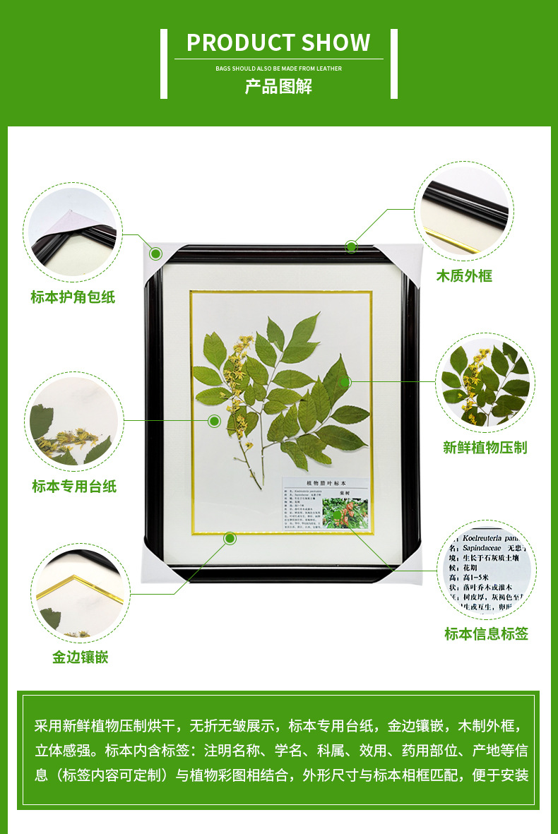 产地货源中药腊叶标本 木制精装自然大压制标本植物腊叶标本
