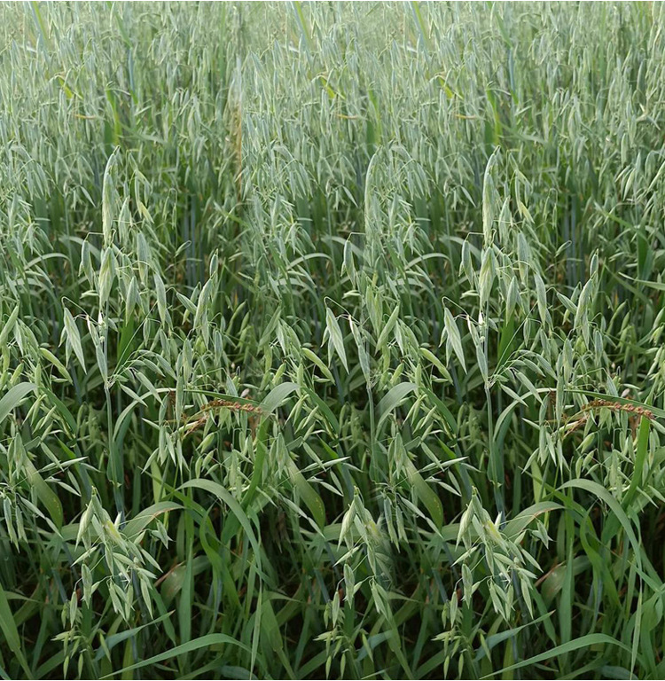 特色莜麦牧草种子中国燕麦种子高产量饲料高营养热卖春秋季种植