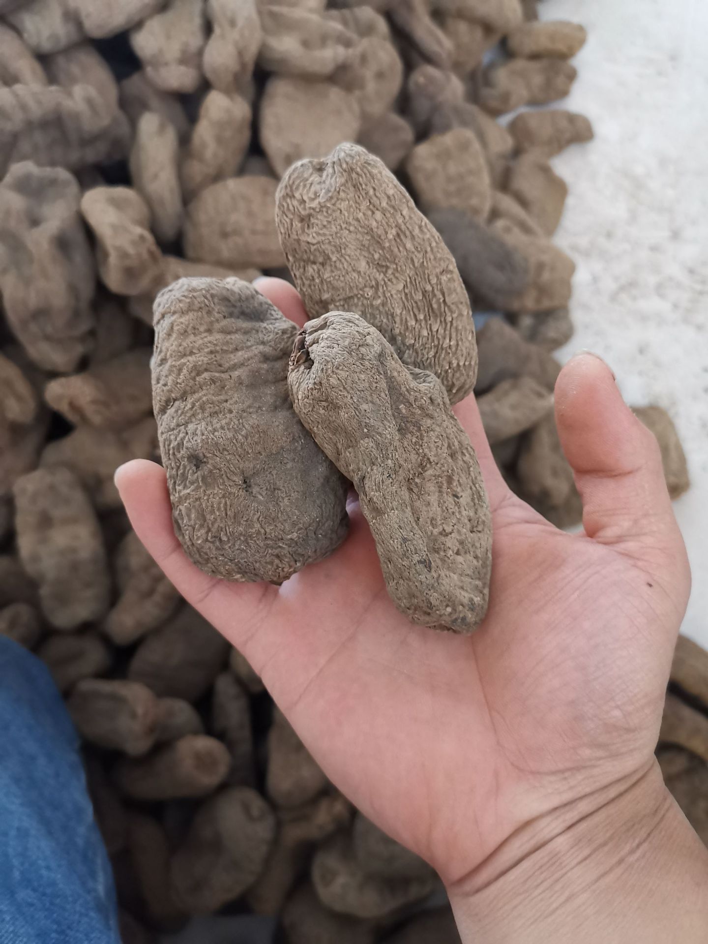 乌天麻500g云南昭通小草坝天麻干货切片打粉皮全黑天麻新鲜生天麻