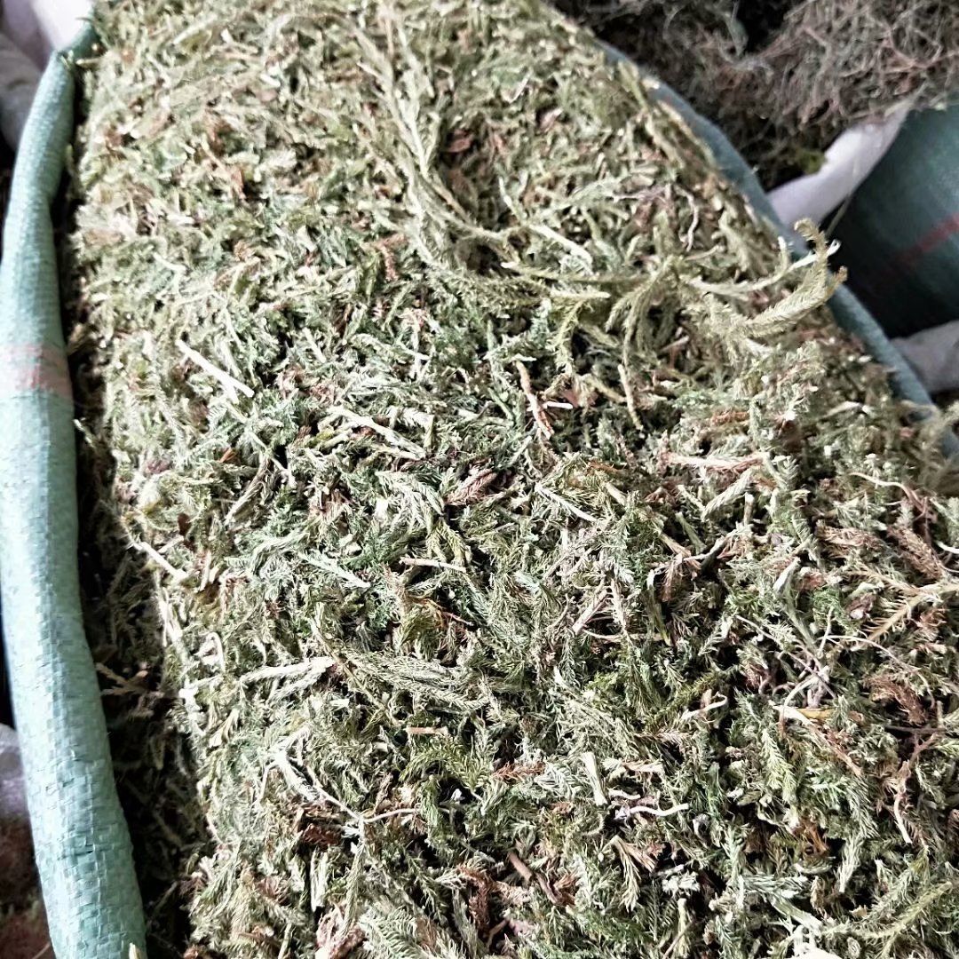 中药材伸筋草 舒筋草 每件500克