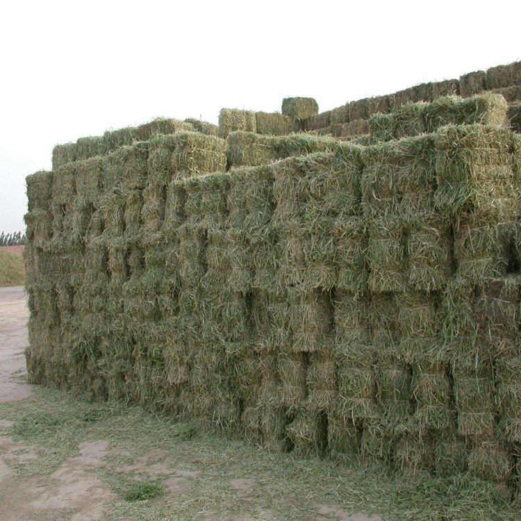 羊驼矮马吃的苜蓿草多少钱一斤 什么地方有批发苜蓿草的