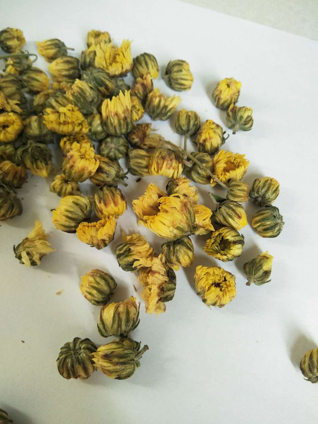 批发苏胎菊干胎菊茶 浙胎菊精选罐装胎菊花茶袋泡茶花茶源头厂家