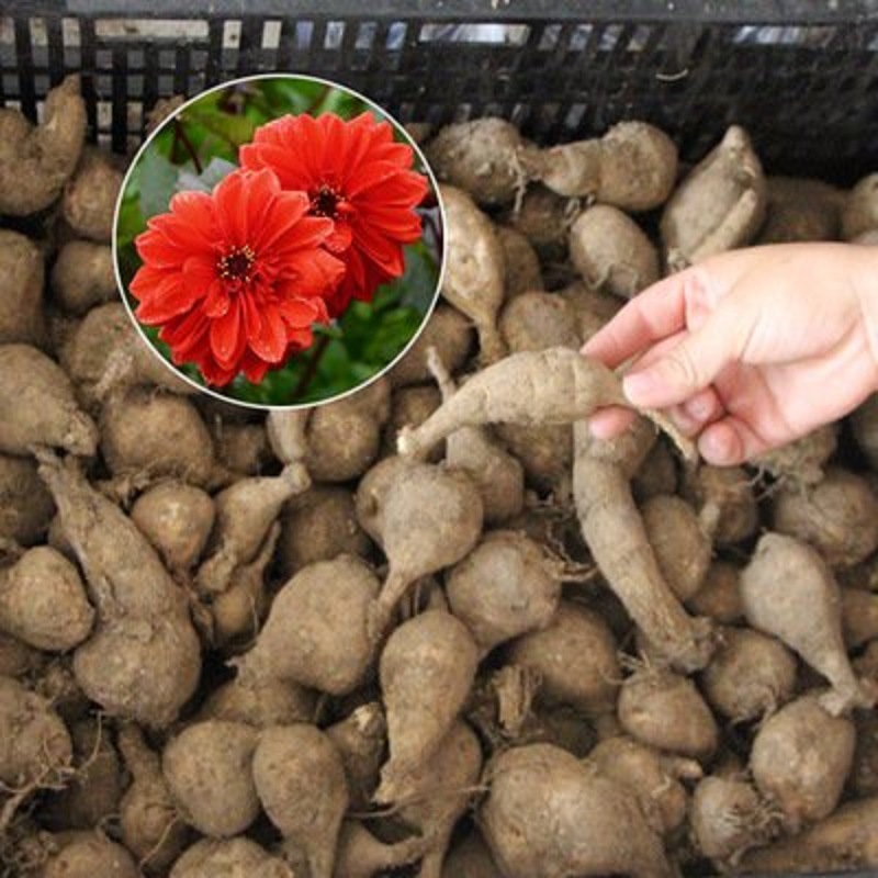 大丽花种球批发 零售多年生地瓜花 重瓣庭院盆栽球根花卉四季种植