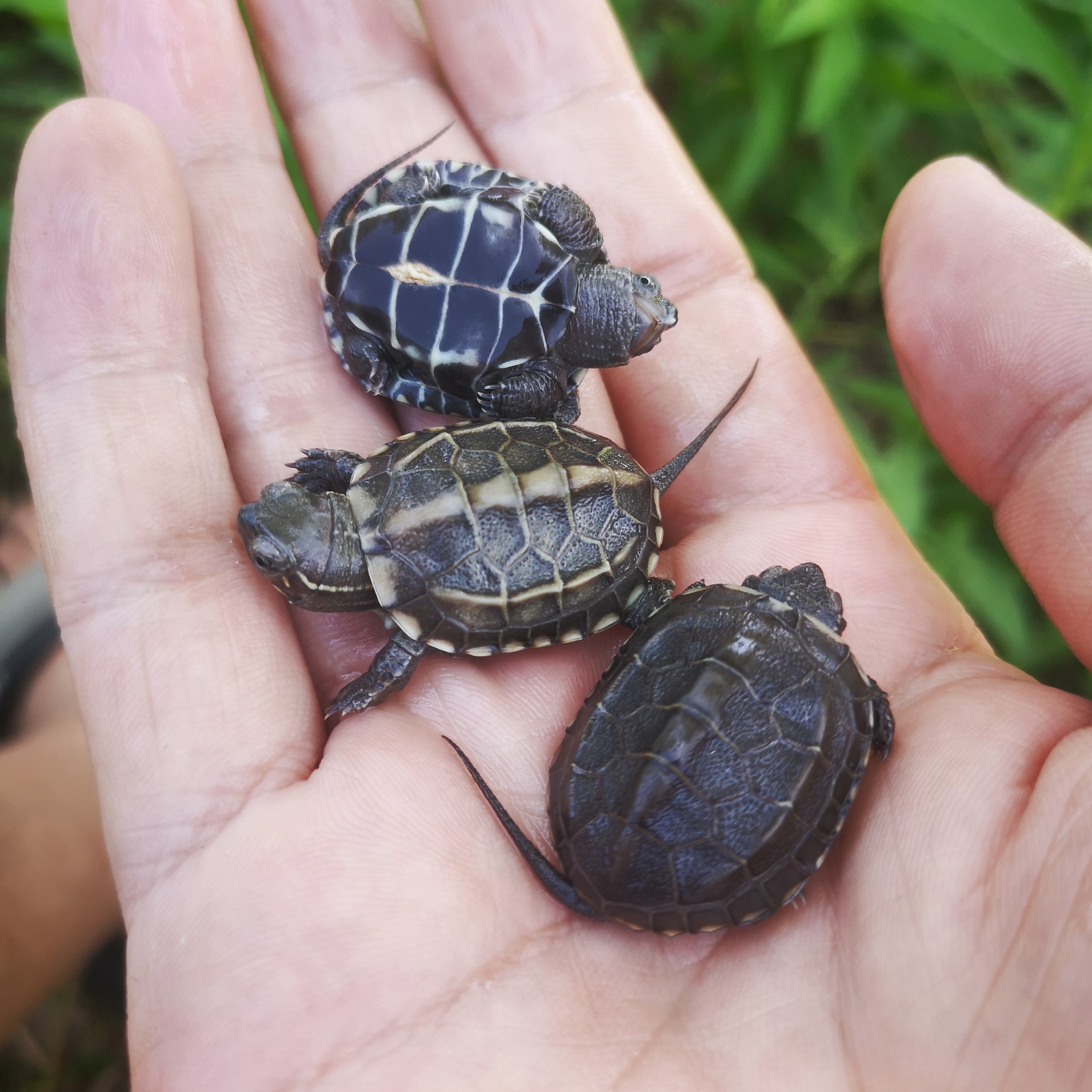 墨底龟苗活体 全黑小乌龟活物 黑腹外塘中华草龟苗宠物水龟长寿龟