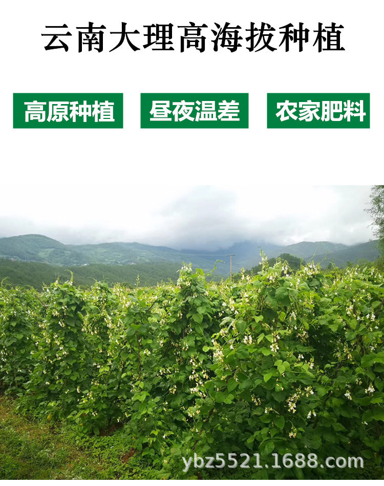云南大白芸豆高原大白豆 白腰豆菜豆大扁豆雪豆一斤(500g)袋装