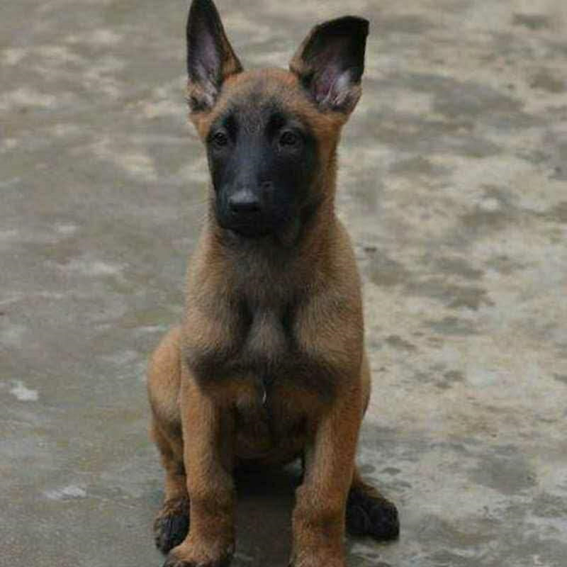 马犬幼犬价格-马犬幼犬价格厂家,品牌,图片,热帖-阿里巴巴