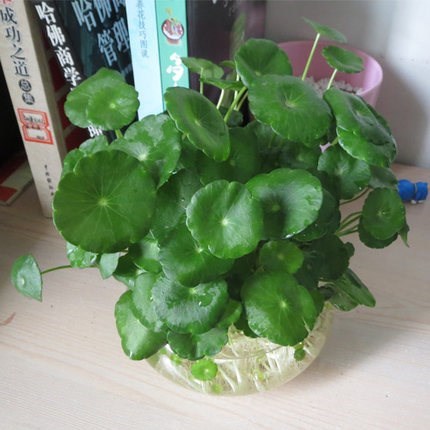小叶铜钱草招财水培金钱草盆栽铜钱草植物水养土培室内外水培好养