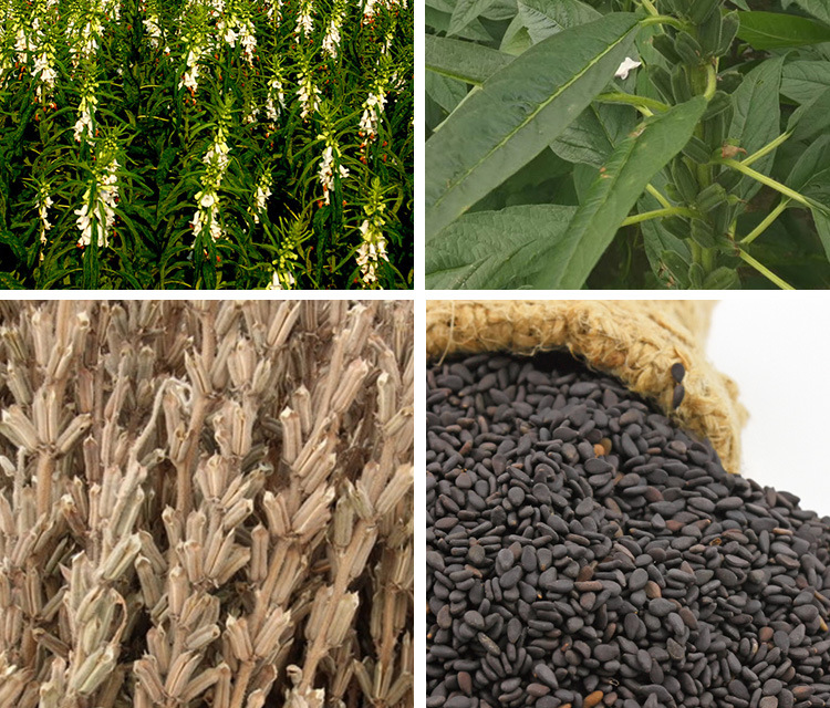 黑芝麻种子批发 农田菜园籽黑乌亮饱满香味浓早熟黑芝麻籽