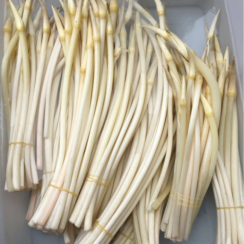 3斤顺丰包邮 新鲜藕带湖北洪湖新鲜藕带藕肠子藕尖莲藕梢子现货