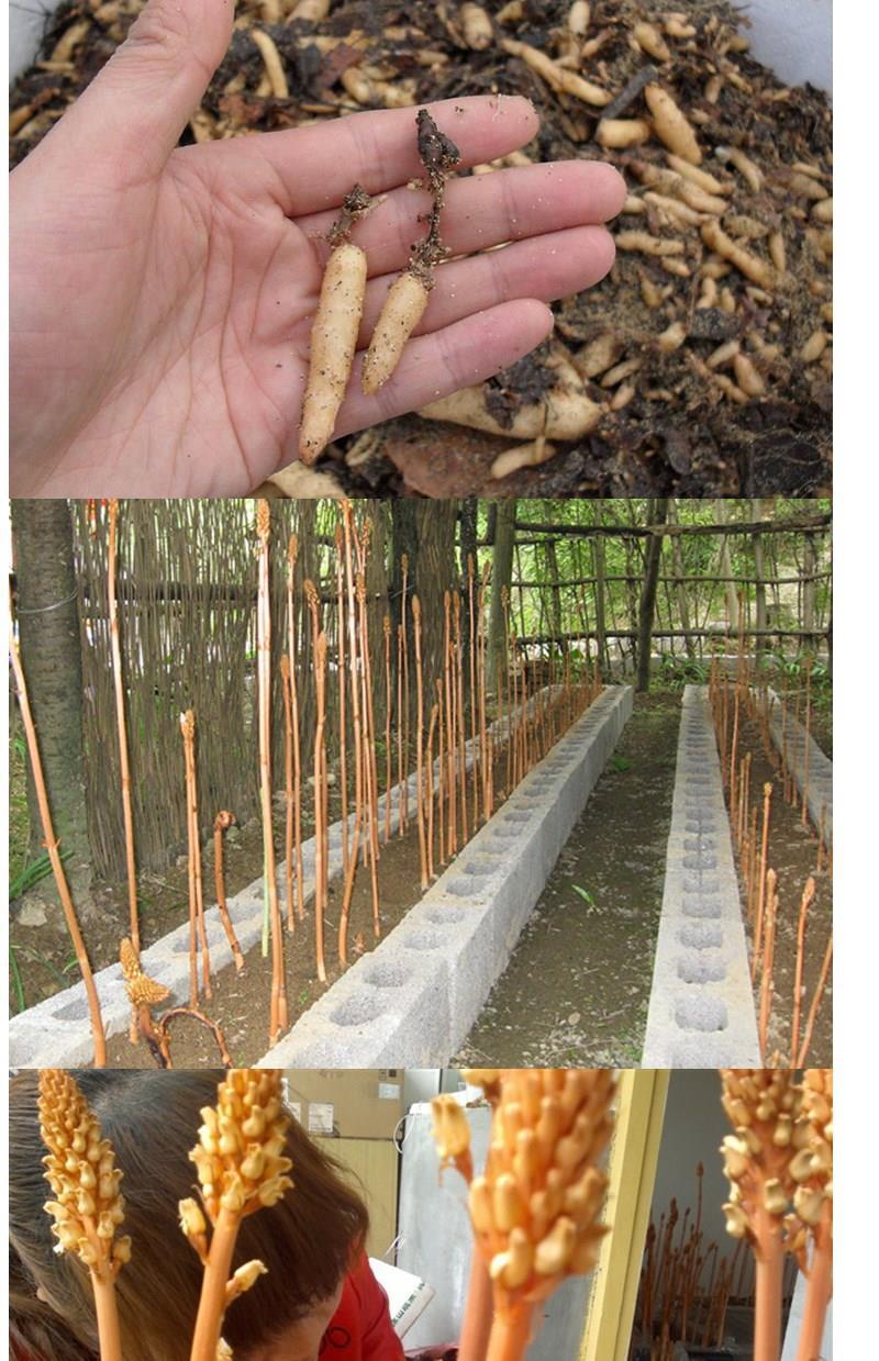 天麻种子 天麻0代种 1代天麻种苗 天麻种麻包邮