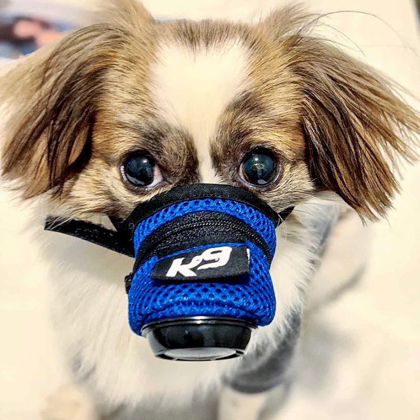 宠物狗狗防病毒n95防雾霾呼吸阀呼吸式狗用防病毒n95狗狗口罩