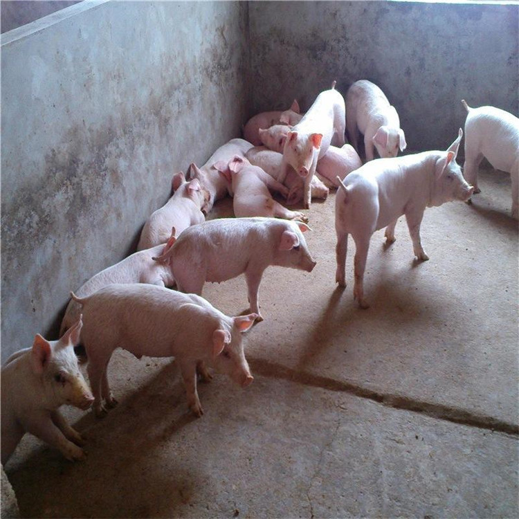 基地供应 长白猪幼仔 优质二元猪仔 土白母猪苗 育肥猪
