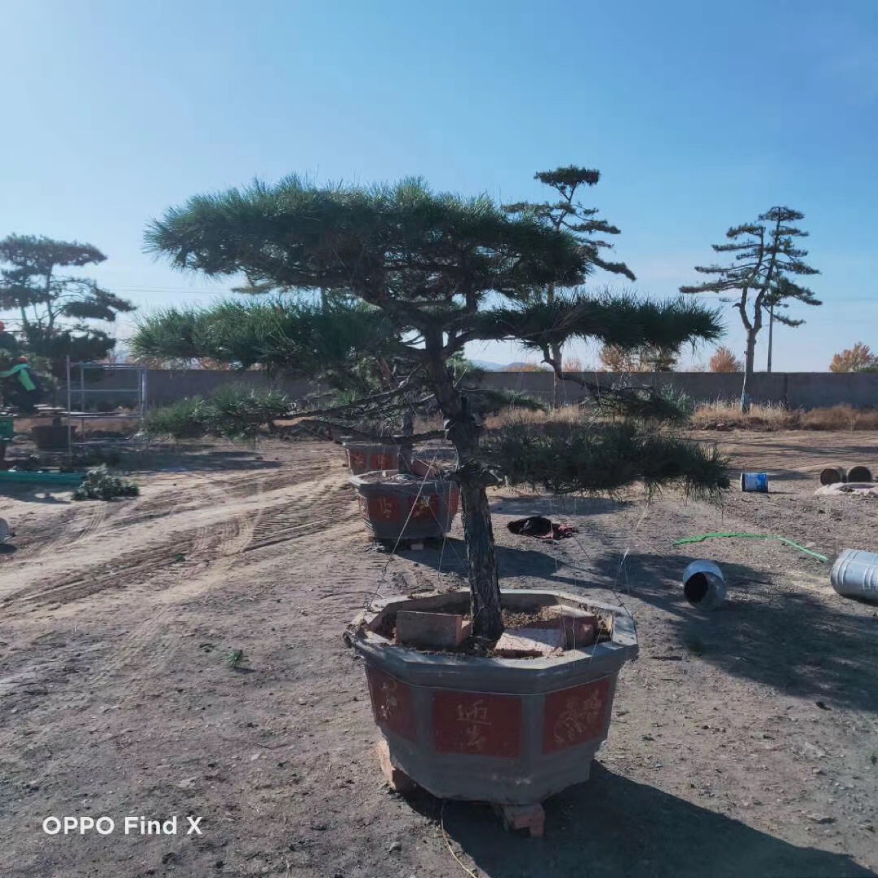 造型油松2-5米高/胸径8-25公分,盆景油松基地批发一站式服务