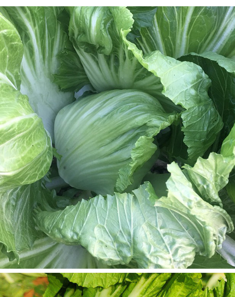 袋品牌菜菜芽货号韩育包心芥菜产地/厂家韩育成活率98(%)含水量≤8