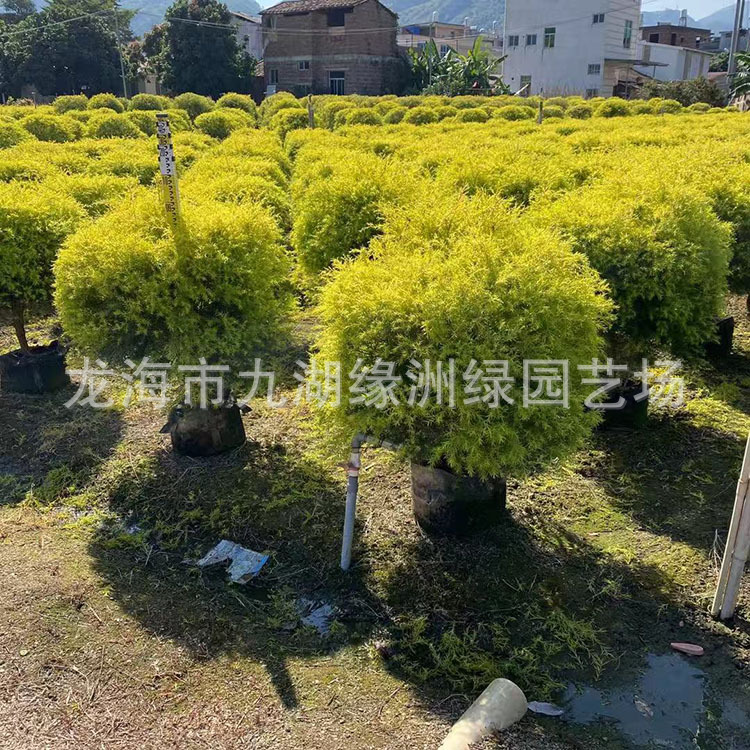 黄金宝树球 黄金香柳球 千层金球 漳州种植基地 承接绿化工程