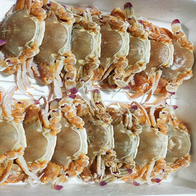 扁蟹 肉蟹 梭子蟹 肥满多肉,壳薄美味 厂家自销