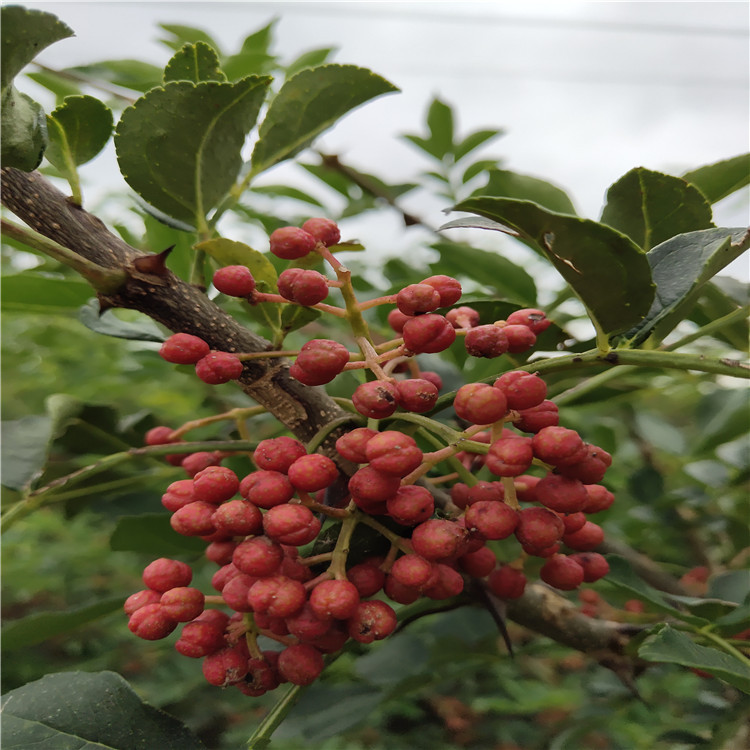 1公分无刺花椒苗多少钱 哪里有卖无刺花椒苗 山东田骏园艺
