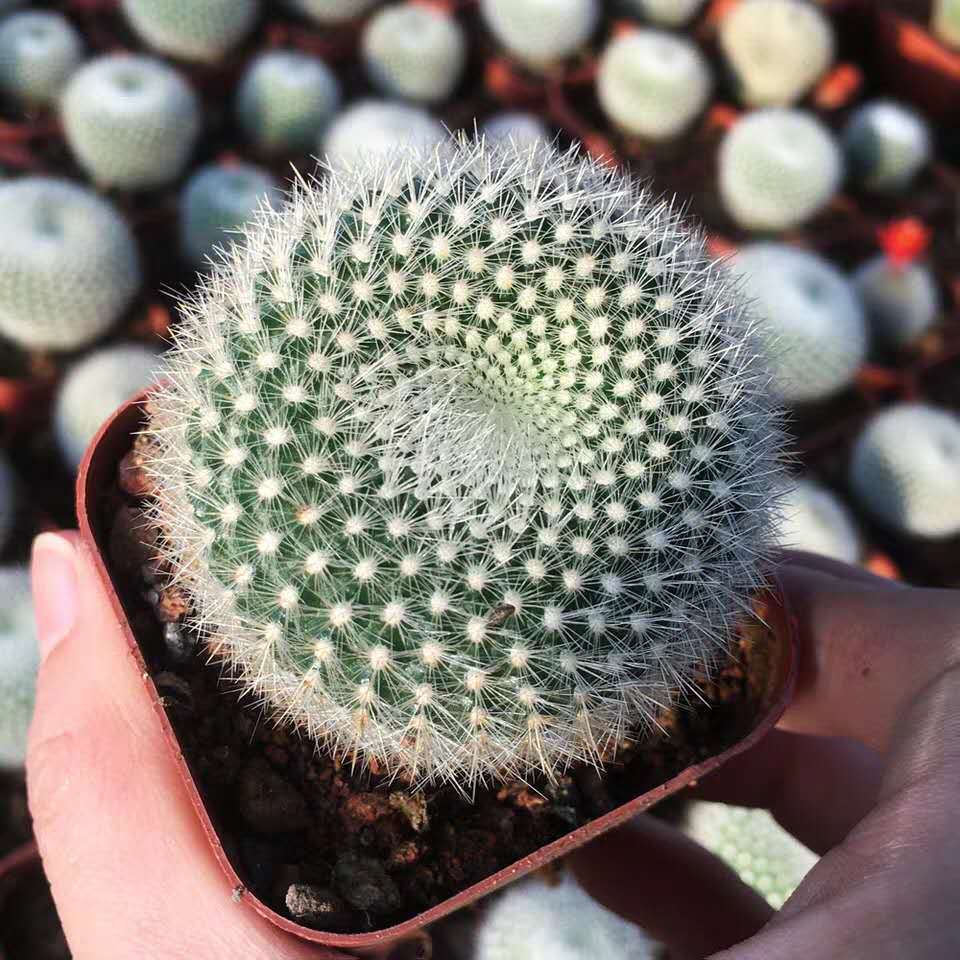 白雪光仙人球 4-5cm左右开花软毛不扎手仙人掌多肉植物