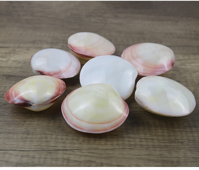 粉蛤7-10cm天然海螺贝壳工艺品白色珍珠贝精美收藏摆件diy一个