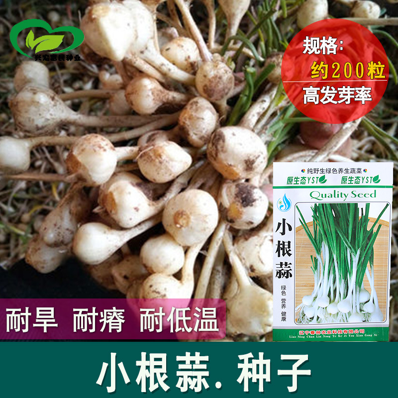 小根蒜种子 农田菜园可盆栽易种蒜香味浓嫩脆球茎山蒜蔬菜籽