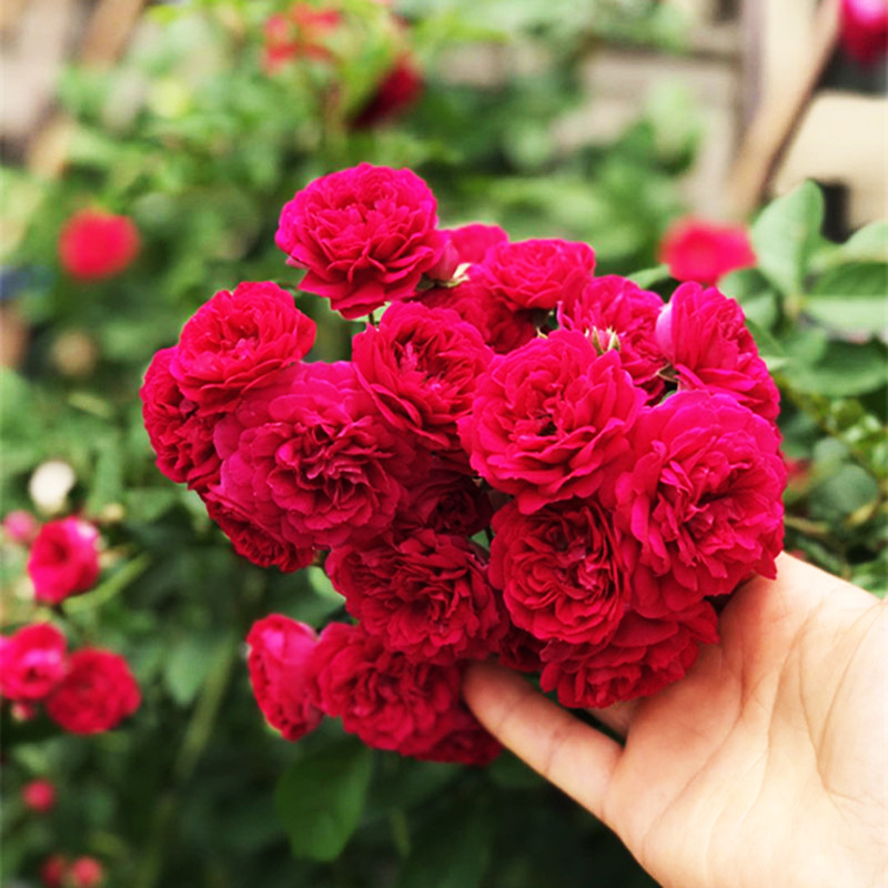 藤本红木香大苗爬藤月季四季开花别墅庭院爬墙植物蔷薇花苗