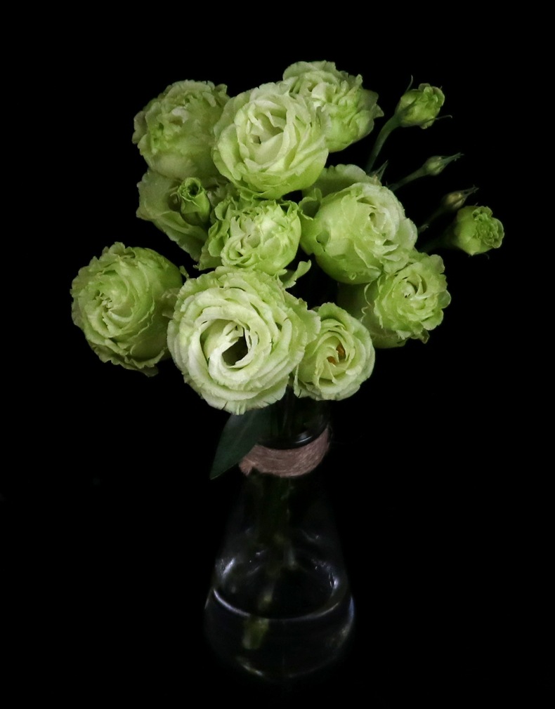 【洋桔梗】花期长耐养耐看 云南昆明鲜切花基地直发批发龙胆花