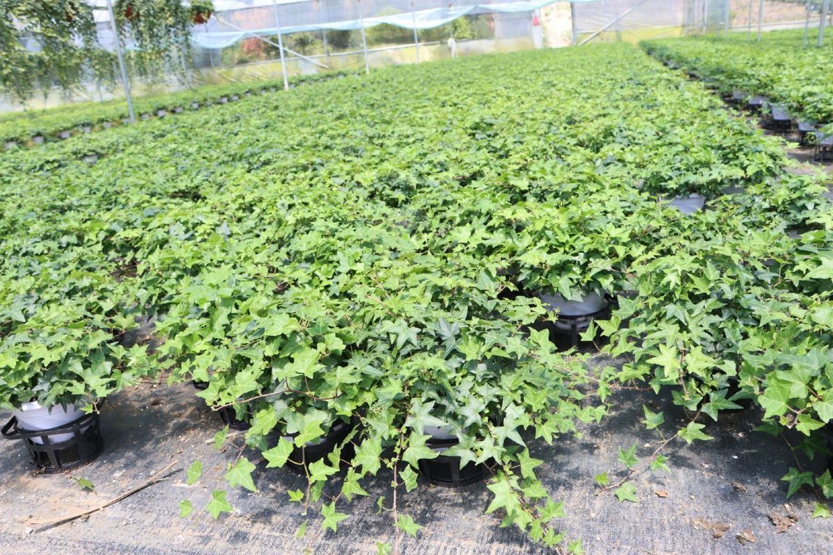 常春藤盆栽长春藤室内绿植花卉长藤四季常青藤盆栽垂藤长藤植物