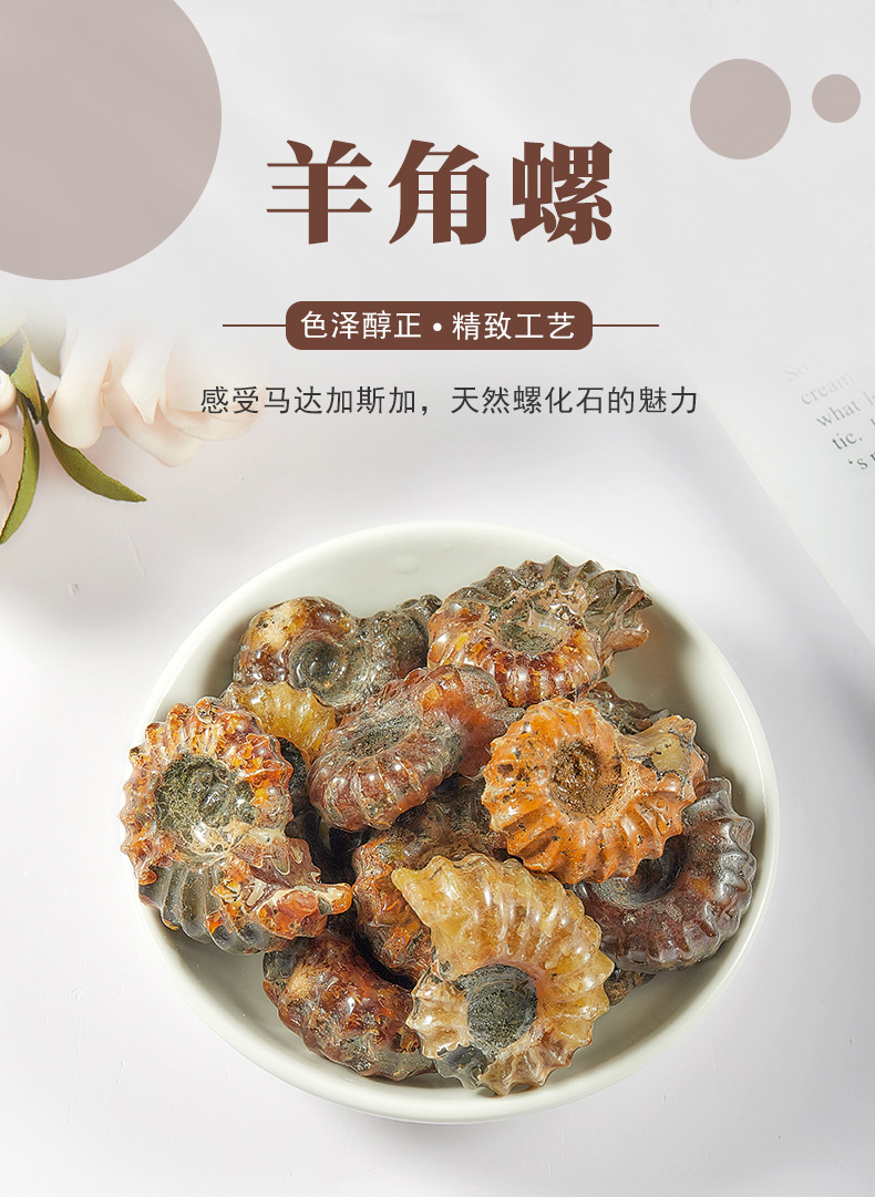 厂家供应羊角螺天然斑彩螺 菊石 古生物化石 发财转运螺 摆件吊坠