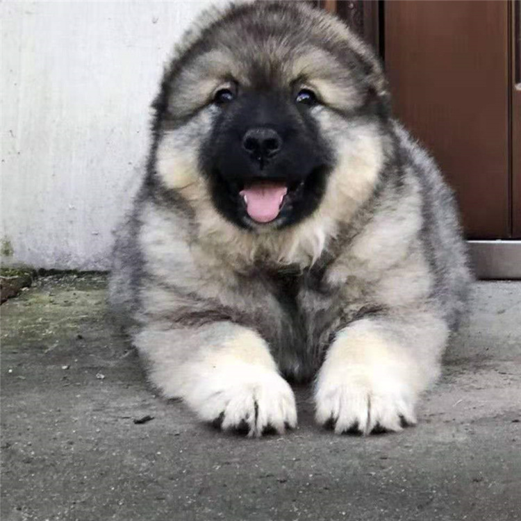 高加索巨型巨型犬-高加索巨型巨型犬厂家,品牌,图片,热帖-阿里巴巴