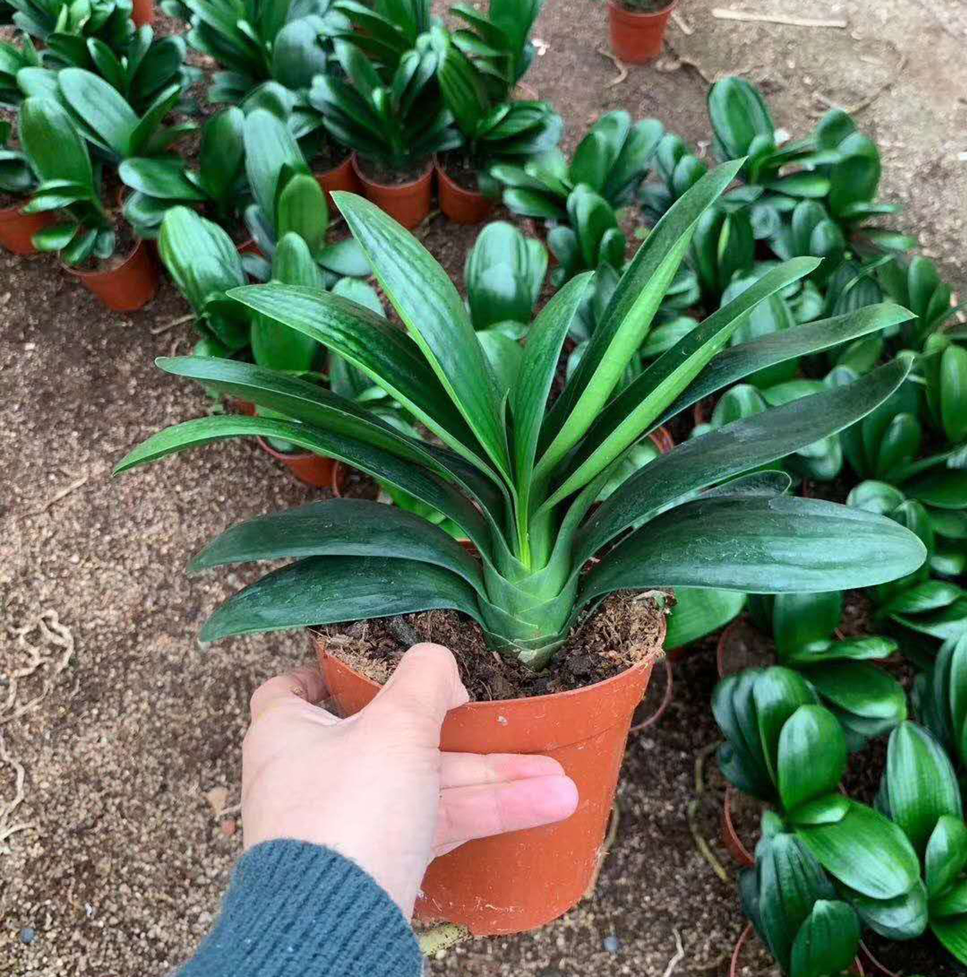 【基地直供】花卉植物盆栽 居家植物花卉绿植盆栽 120元宝君子兰