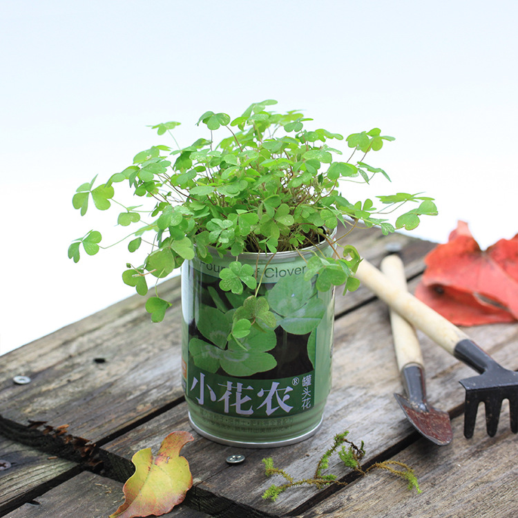 6罐装包邮小花农diy种植亲子早教植物盆栽儿童绿植礼品玩具小学生
