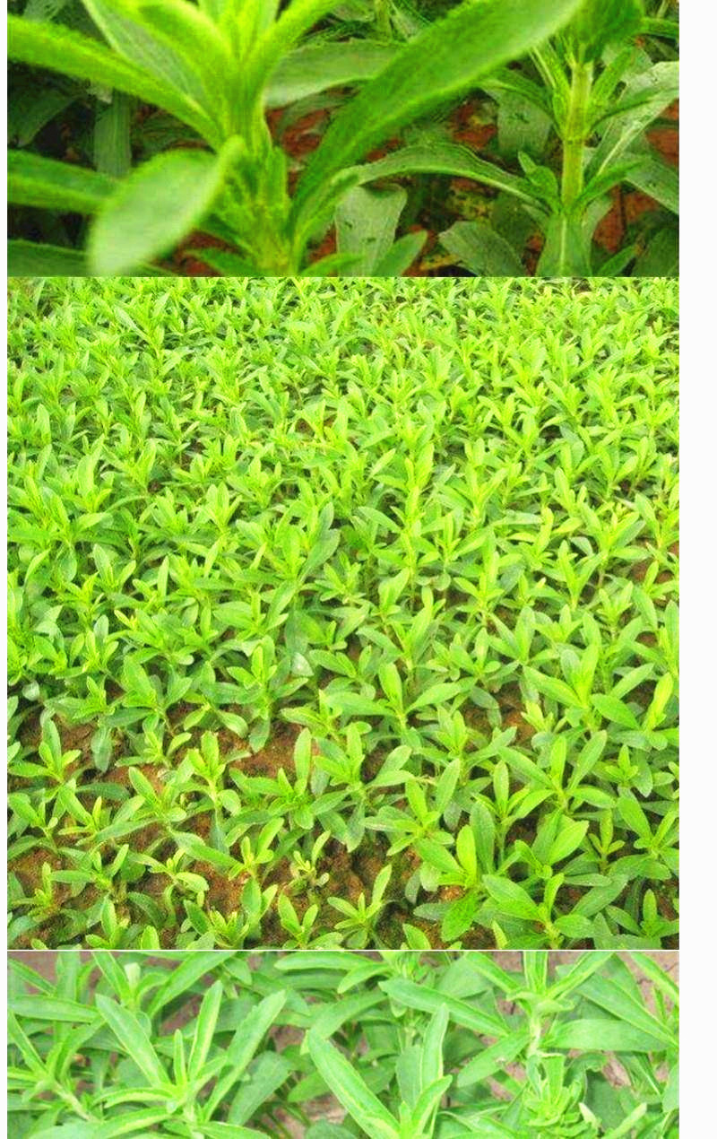 甜叶菊种子甜菊香草种子 甜菊叶花草茶 阳台花卉种子原生纯种